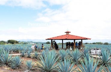 Vive la Ruta del Tequila tour